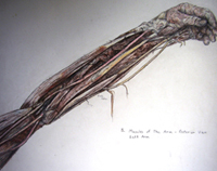 Outstretched Arm