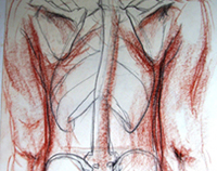 Study of Back