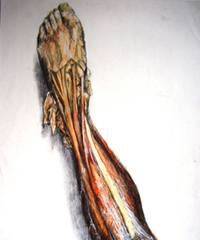 Front of Lower Leg