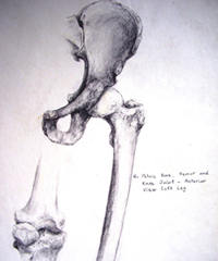 Hip and Knee Joints