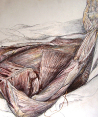 Muscles of the Back