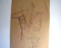 Muscles of the Back
