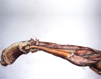 Back of Lower Leg
